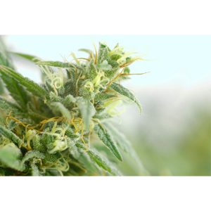 Brains Damage regular KC Brains