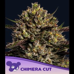 Chimera Cut feminizada Anesia Seeds