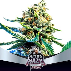 Nitro Haze fem BSF Seeds