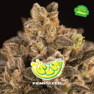 SLH - Super Lemon Haze fem BSF Seeds