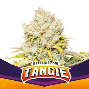 Tangie fem BSF Seeds