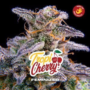 Tropicherry fem BSF Seeds